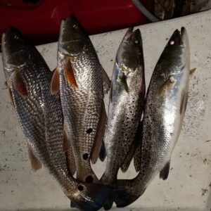 Total for the day 18! Handful of reds, trout, and flounder! Unfourtantely,  just…