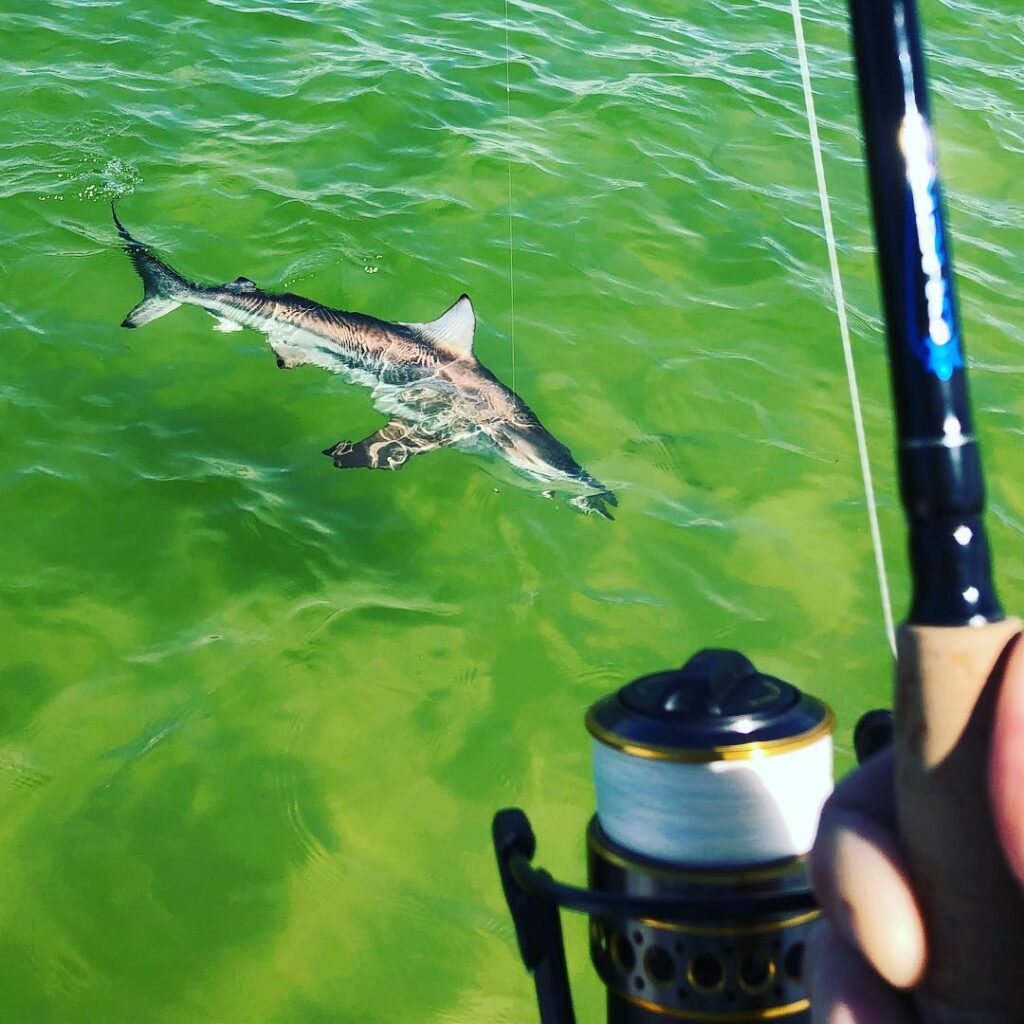 Went 3 for 6 sight fishing blacktips off the beach with and They were super a