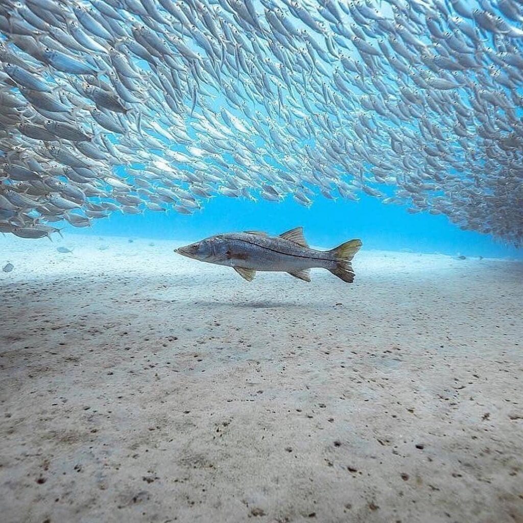 - B O S S
.
・・・
Juno Beach Snook
