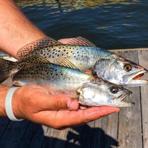 Iridescent {adjective}: See Speckled Trout
•
•
•
•