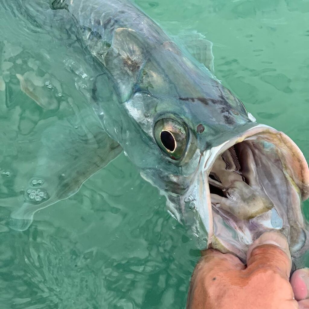 Epic day on the water in busting tarpon on light tackle