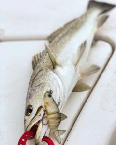 Vudu Mullet getting the job done lately!