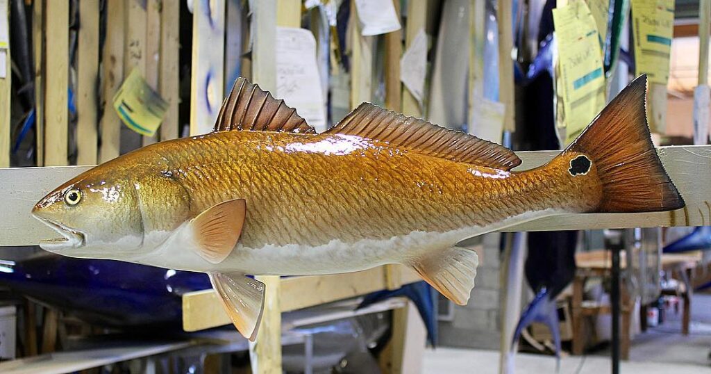 One of the most popular mounted species!!! Be sure to ask your Captain/Mate how