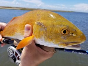 Easy to sight cast to this redfish when it’s shimmering with pure gold! 
.
.
.
.