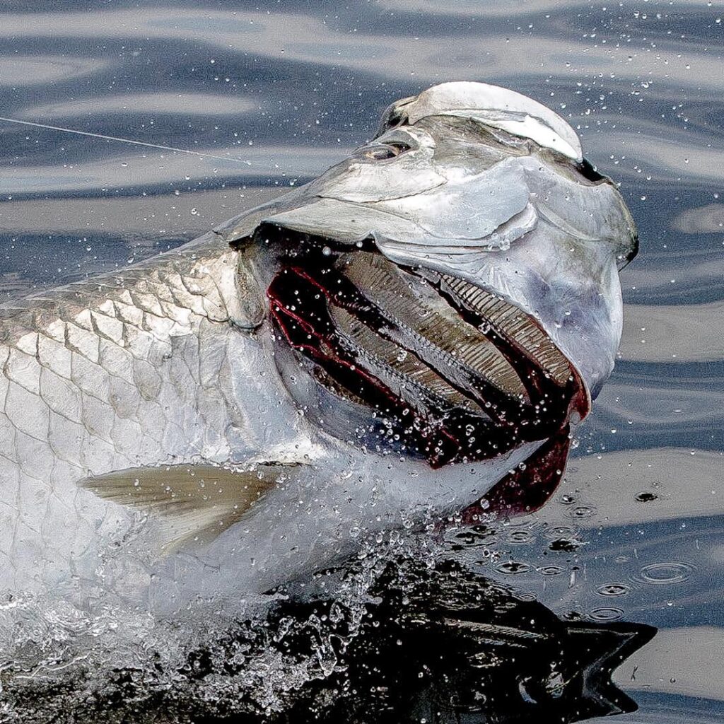 Thanks for the tips Capt. Dini  on catching fish on fly and film.