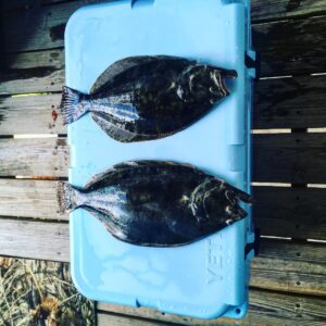 Couple of nice flounder today
