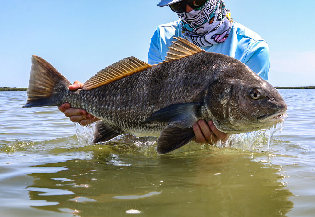 From snook to black drum and more today .
.