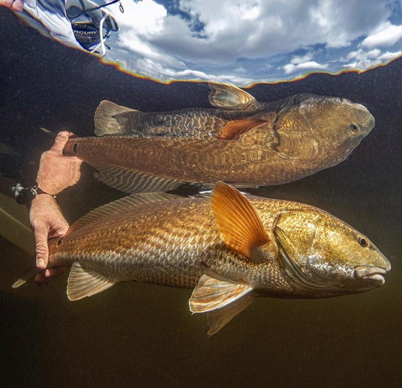 redfish in florida