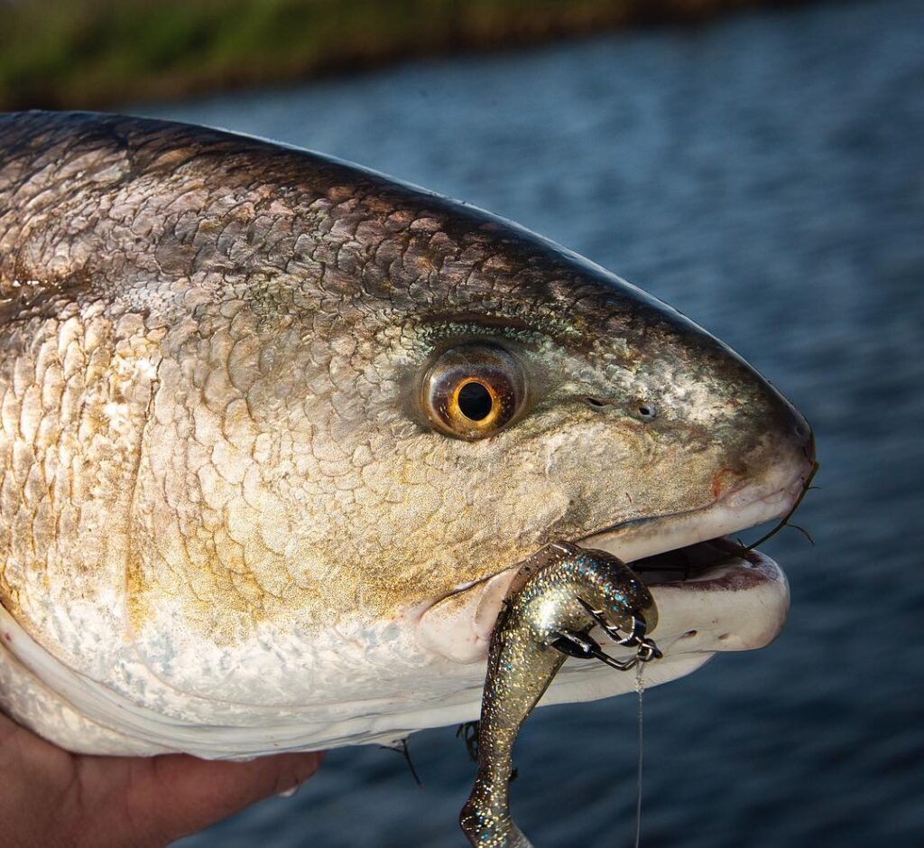 These guys love the Diezel Minnowz!!