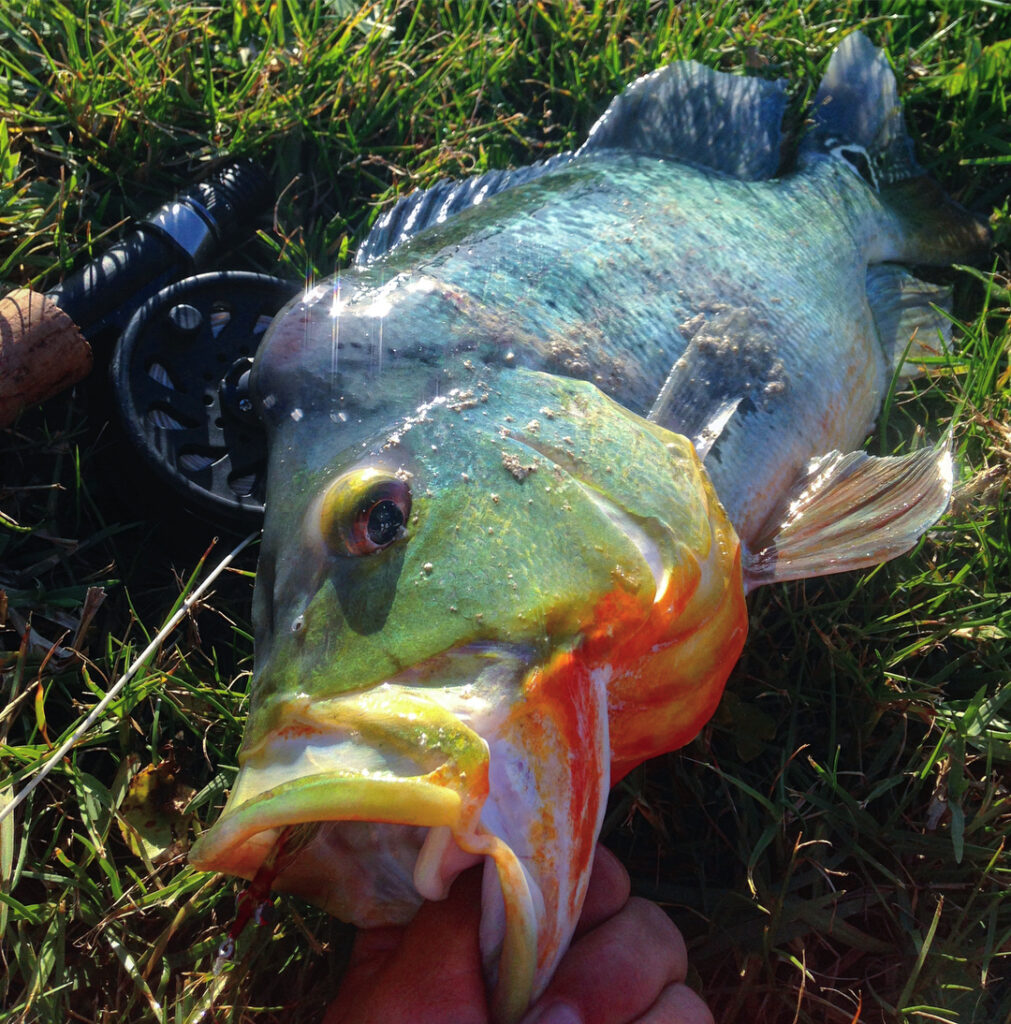 Great little yesterday throwing the and caught some . But that first pea is