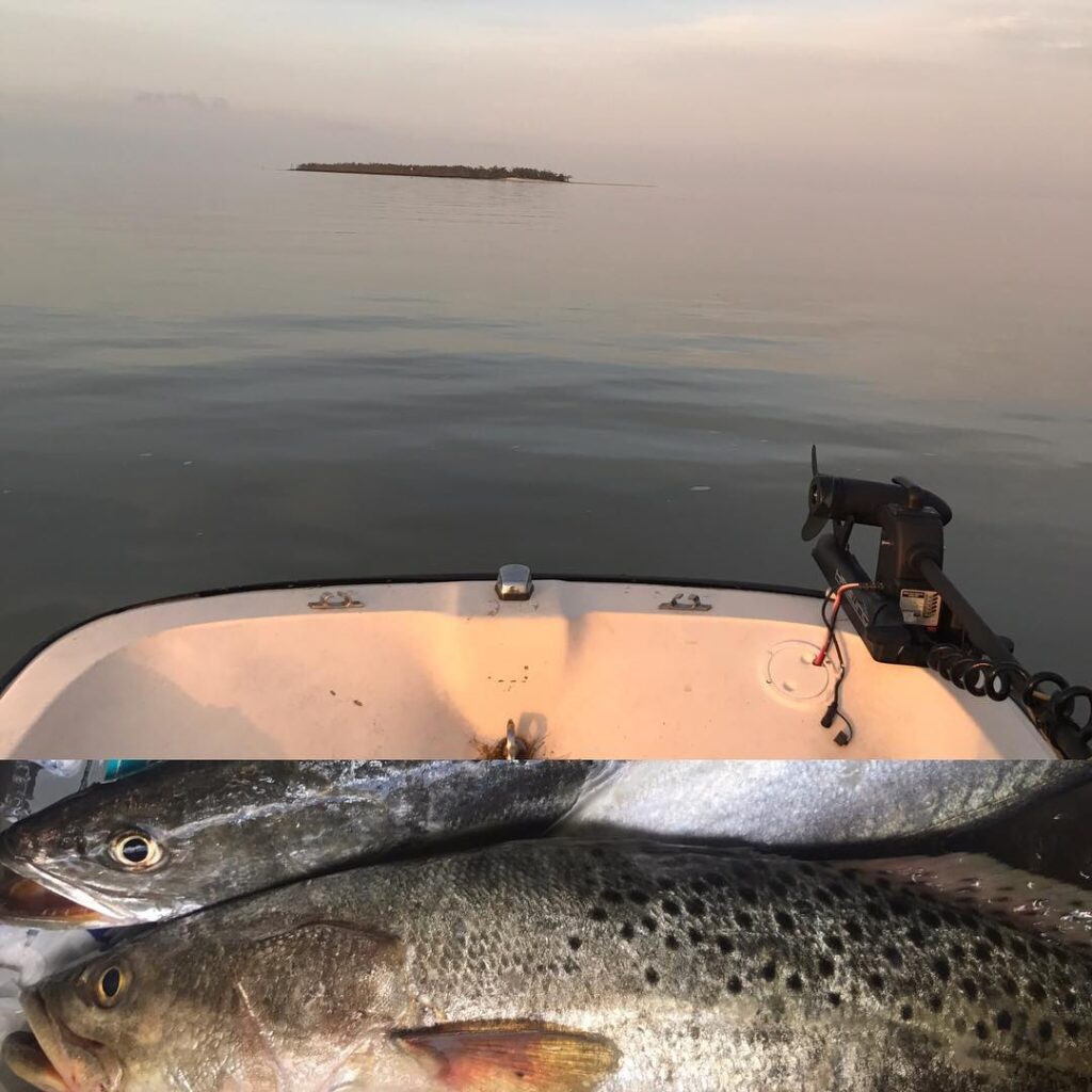 Amazing day with and countless Sea trouts and Blue fish!
