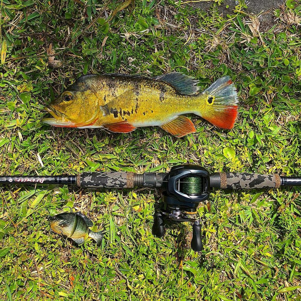 All day long with the Blue Gill swim bait and the browser rod.