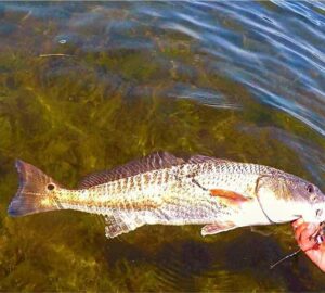 March Madness!
Regrann from  –  This redfish is clearly a Duke fan!   •
•
•