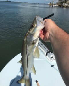Little snook action today!