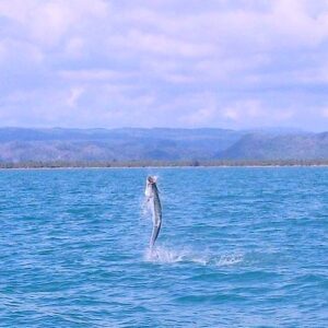 A tarpon dancing on the Caribbean, with the Maya Mountains as backdrop. . . I co