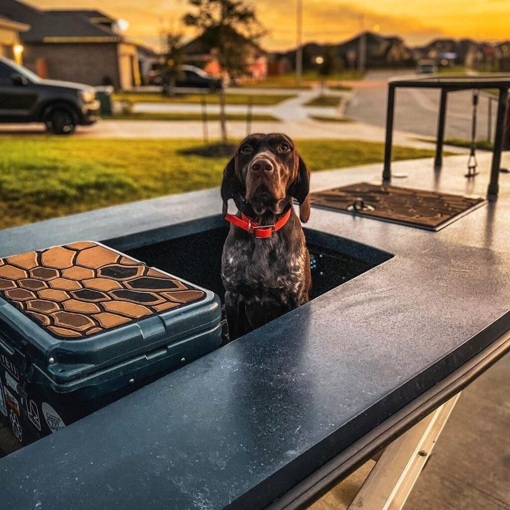 ~ Ready To Go ~
Zulu is ready to get after some Texas ducks!