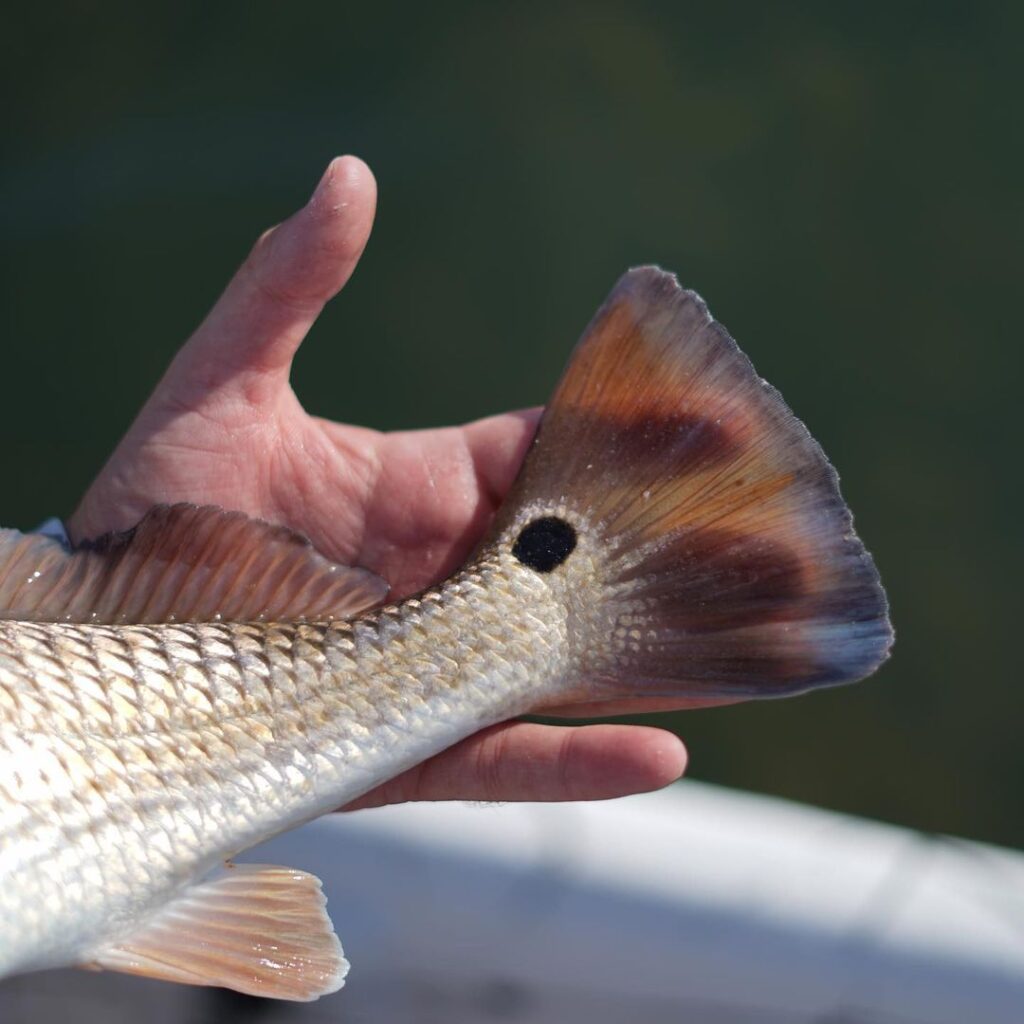 Catch, admire gods work, release
:
.
.
.
.